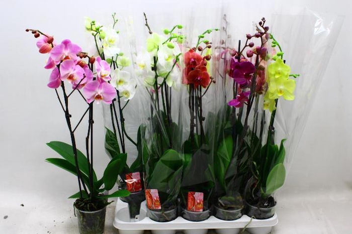<h4>PHAL GEM 7 KL</h4>