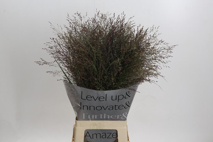 <h4>Panicum Virgatum Warrior</h4>