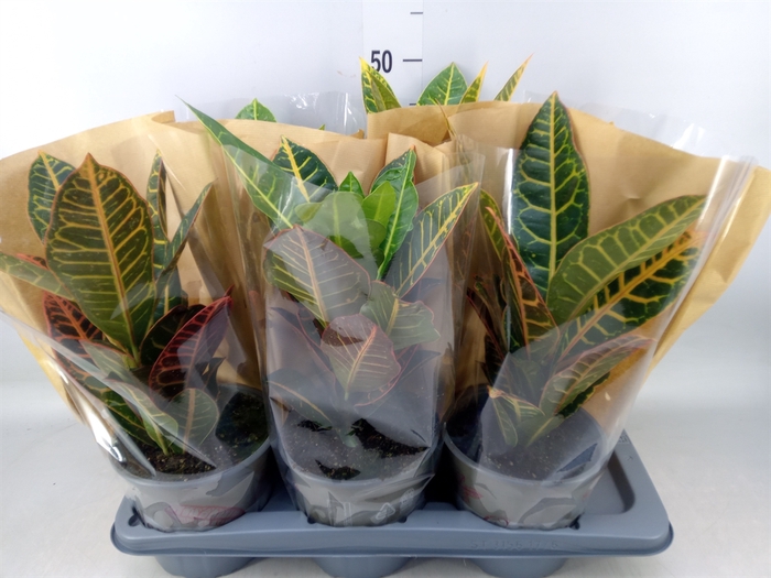 <h4>Codiaeum var. GR 'Petra'</h4>