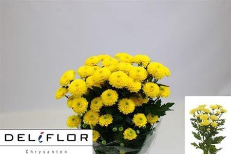 <h4>Chr T Limoncello</h4>