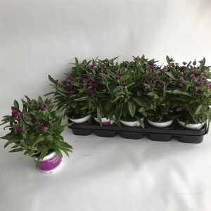 Gomphrena globosa 'Purple Dots'