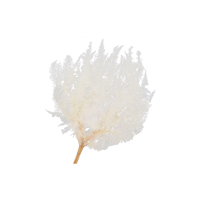 <h4>Dry Bleached Gull Varen Prepaired 75x65cm</h4>