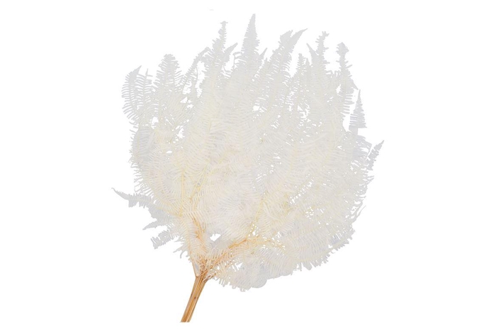 Dry Bleached Gull Varen Prepaired 75x65cm