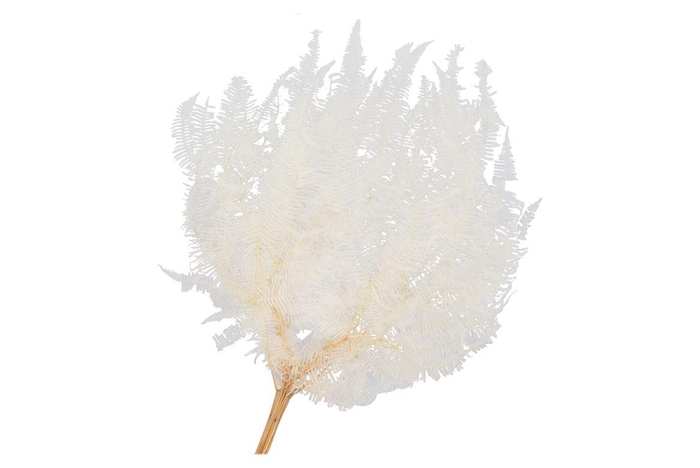 Dry Bleached Gull Varen Prepaired 75x65cm