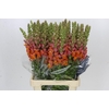 Antirrhinum Potomac Dark Orange