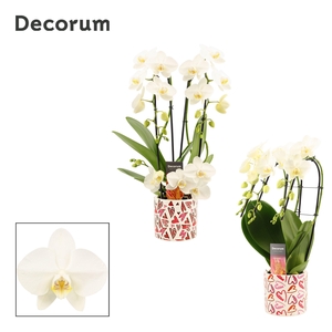 Phalaenopsis vormen mix 3 tak wit in Julia (Deco-collection)