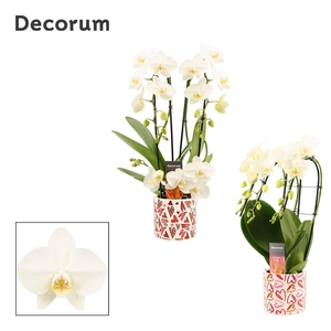 Phalaenopsis vormen mix 3 tak wit in Julia (Deco-collection)