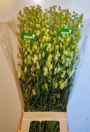 <h4>Aconi Na Album White 90cm</h4>