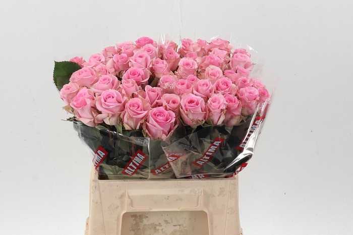 <h4>R Gr Jessika</h4>