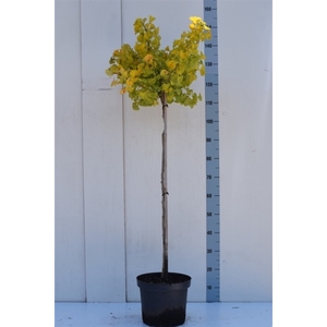 Ginkgo biloba 'Mariken' 80st