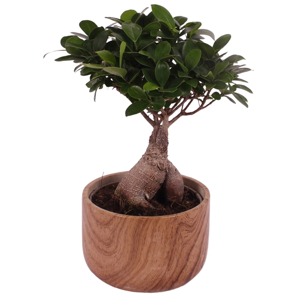 <h4>Ficus m. Ginseng Ball Shape Ø15cm in Ø17cm Ceramic NT565</h4>