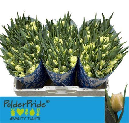 <h4>Tu Du Avant Garde</h4>