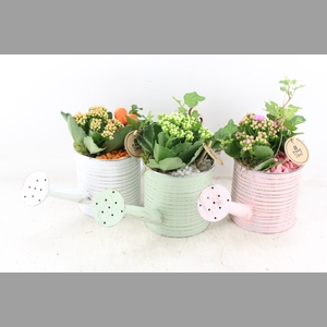 arr2 PL - Zink gieter pastel mix x6