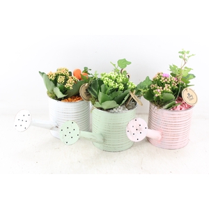 arr2 PL - Zink gieter pastel mix x6