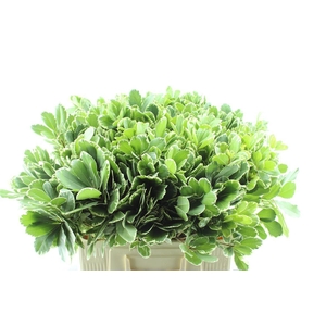 Pittosporum Ilan