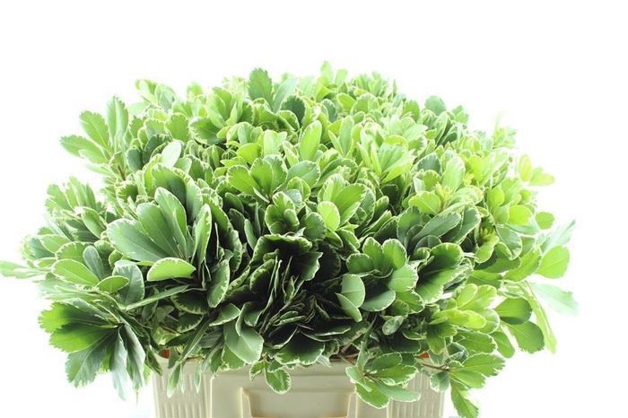 <h4>Pittosporum Ilan</h4>
