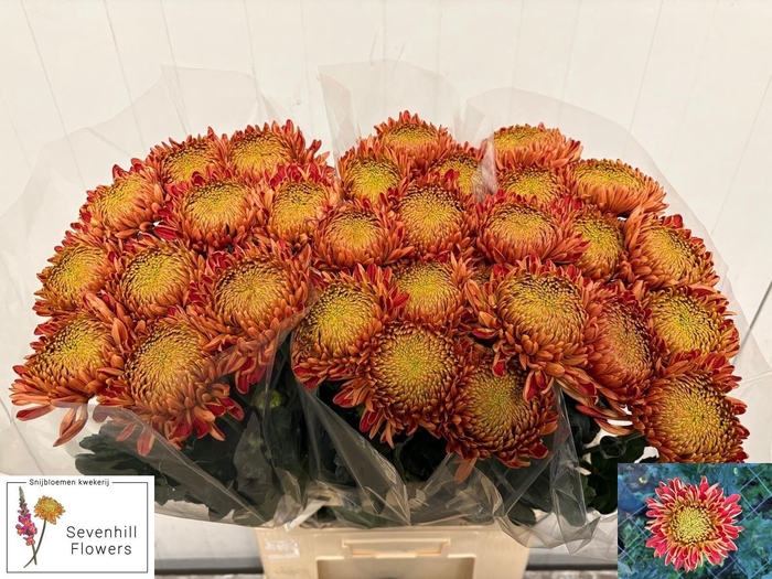 <h4>CHR G ARMG RED</h4>