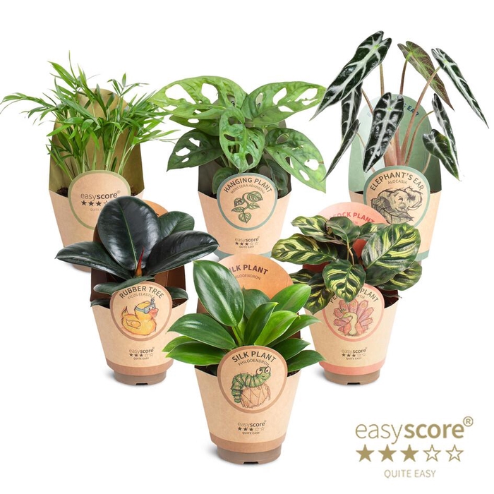 <h4>Green Collection</h4>