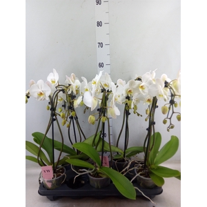 Phalaenopsis  'Ant Leeds'