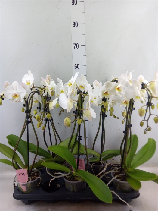 <h4>Phalaenopsis  'Ant Leeds'</h4>
