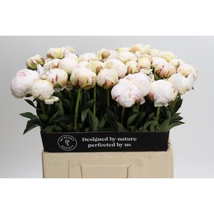 Paeonia Odile