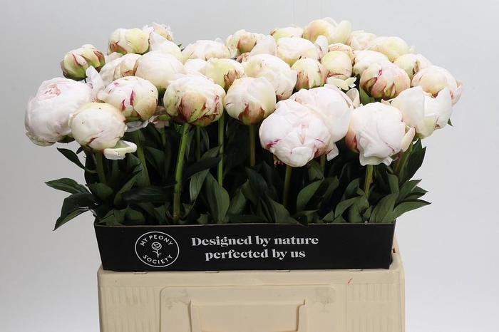 <h4>Paeonia Odile</h4>