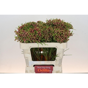 Kaaps Groen Silver Brunia Gold