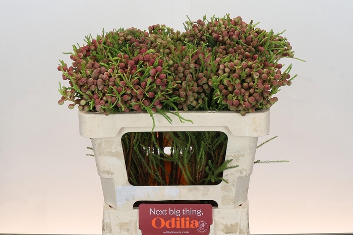 <h4>Kaaps Groen Silver Brunia Gold</h4>