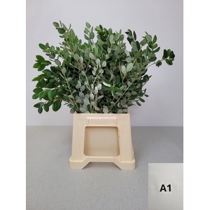 PITTOSPORUM PB RALPHII