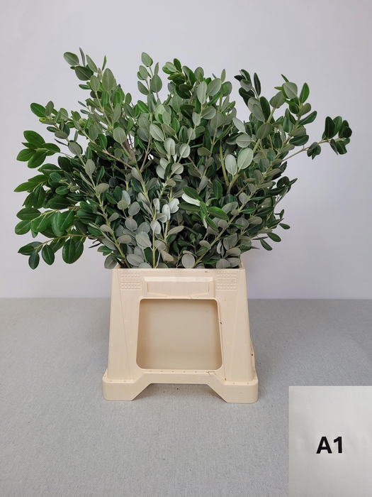 <h4>PITTOSPORUM PB RALPHII</h4>