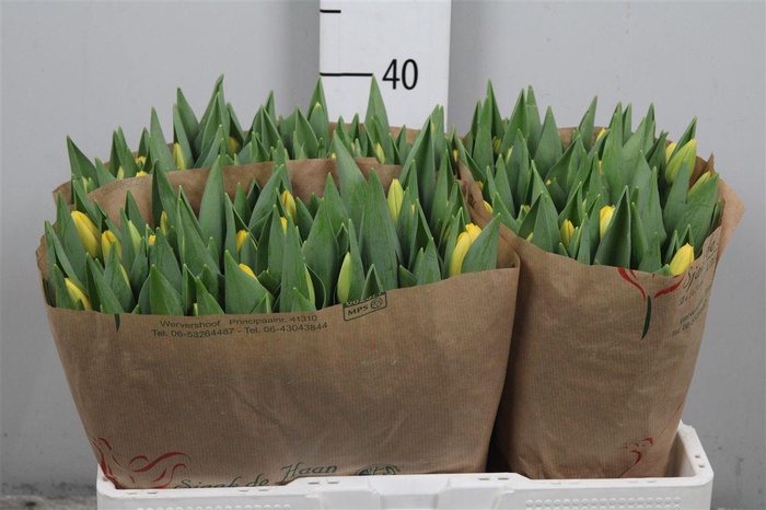 <h4>Tu En Novi Sun</h4>