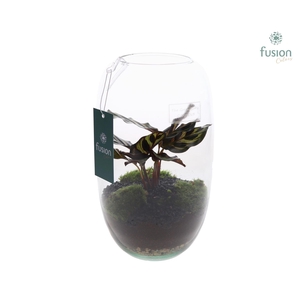 Green Bottle Isabella Medium met Calathea