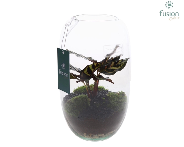 <h4>Green Bottle Isabella Medium met Calathea</h4>