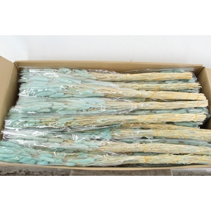 DF Lagurus Bs 50g/70cm L.Blue