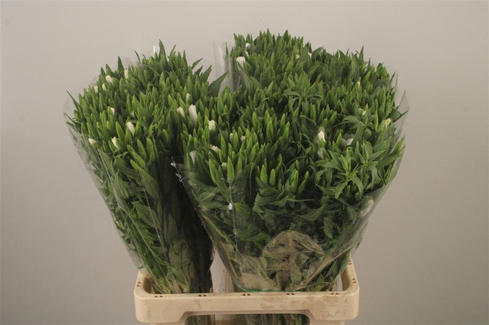 <h4>Clarkia Am Gr White</h4>