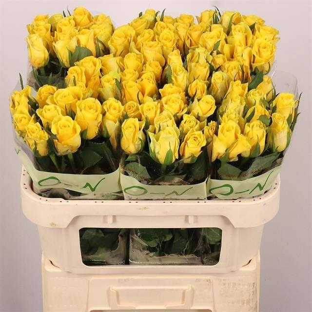 <h4>R GR MOONWALK</h4>