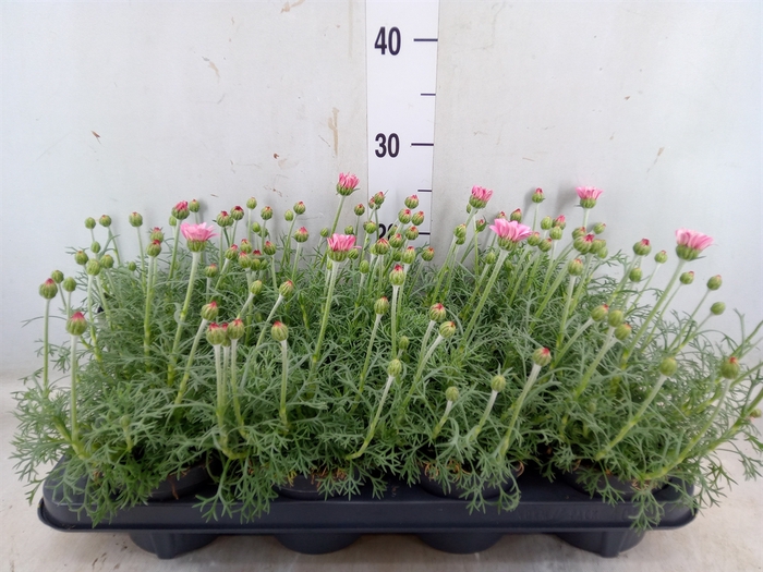 <h4>Rhodanthemum hosm. 'Zagora Pink'</h4>