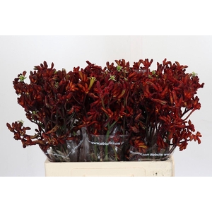 Kangaroo Paw Early Spring