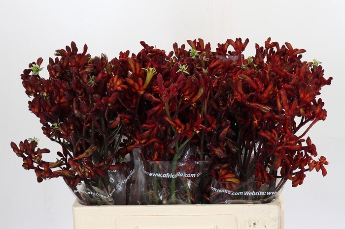 Kangaroo Paw Early Spring