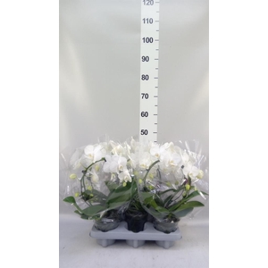 Phalaenopsis   ...white