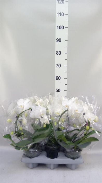 <h4>Phalaenopsis   ...white</h4>