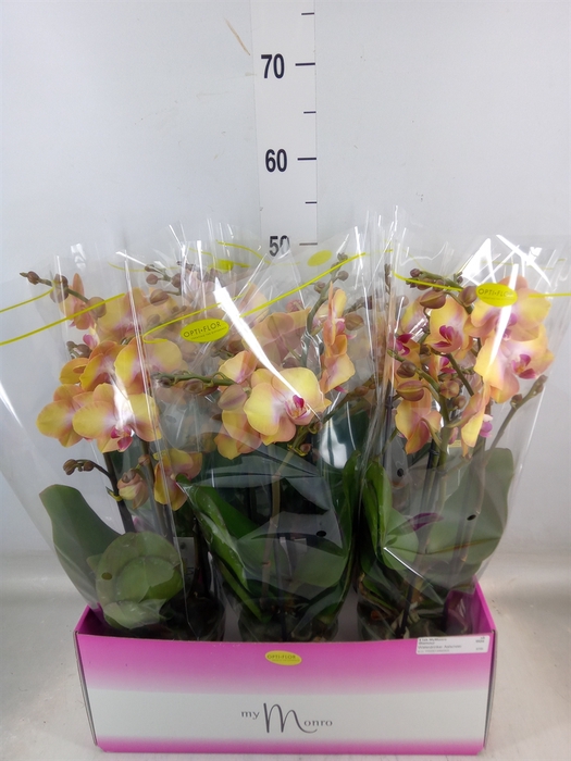 <h4>Phalaenopsis   ...yellow</h4>