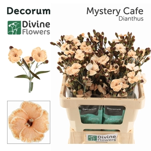 DI TE MYSTERY CAFE H%