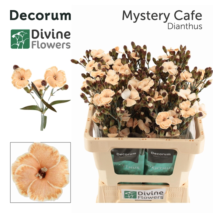 <h4>DI TE MYSTERY CAFE H%</h4>