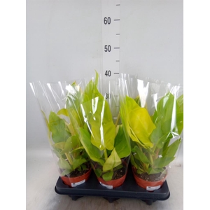 Philodendron   ...