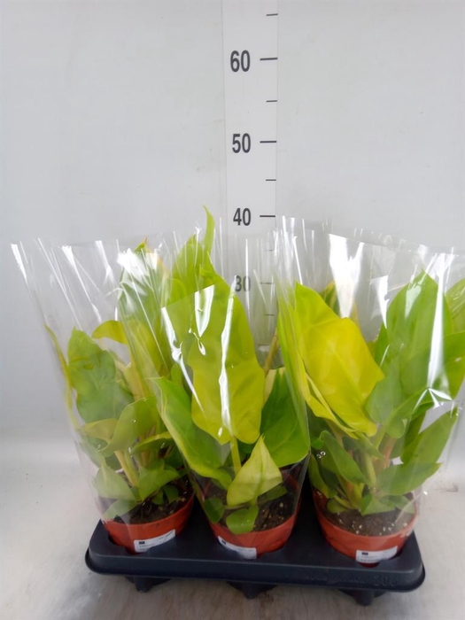<h4>Philodendron ...</h4>