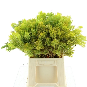 Leucad Platyspermum