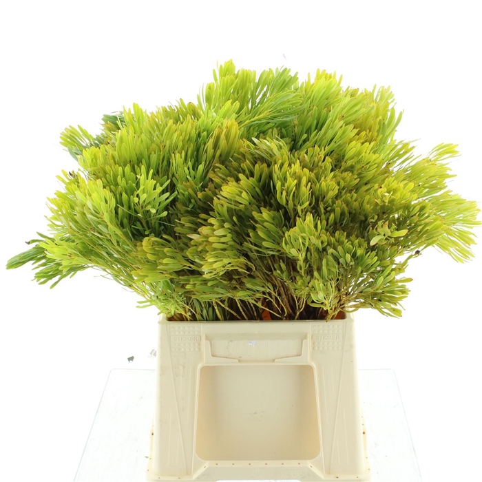 <h4>Leucad Platyspermum</h4>