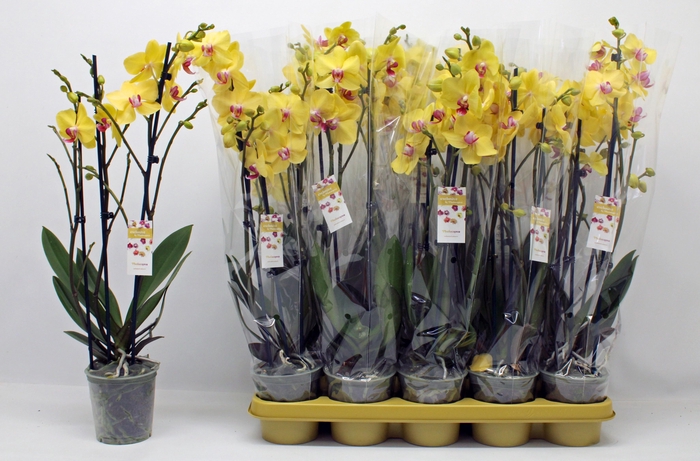 <h4>PHAL OV GEEL</h4>