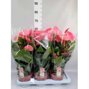 Anthurium andr. 'California'